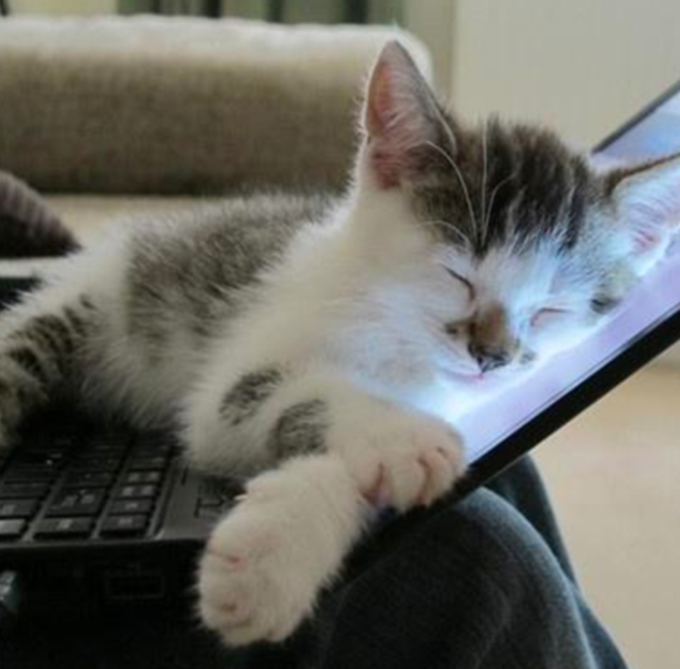 Cat Computer Sleep Cat Sleeping On Computer