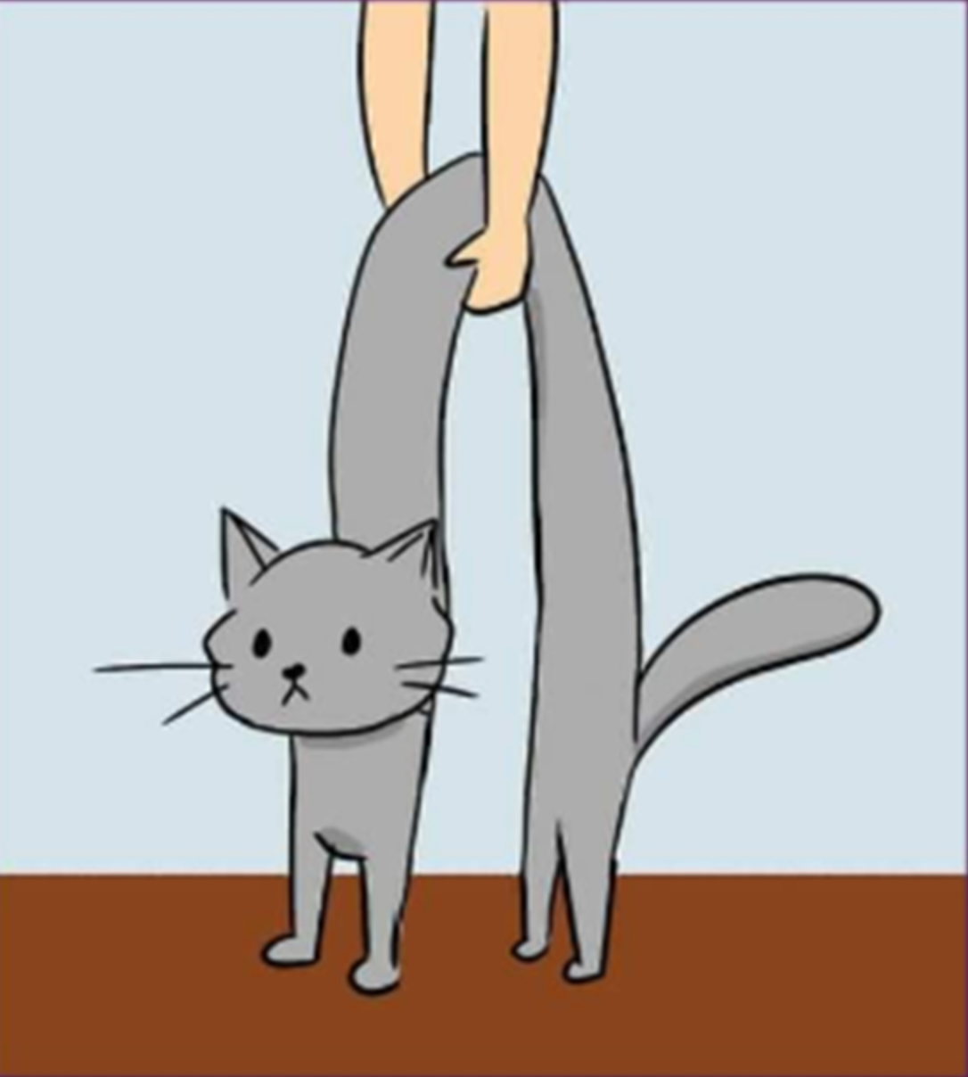 Here's The Right Way to Pick Up A Cat, According to Vets Meowingtons