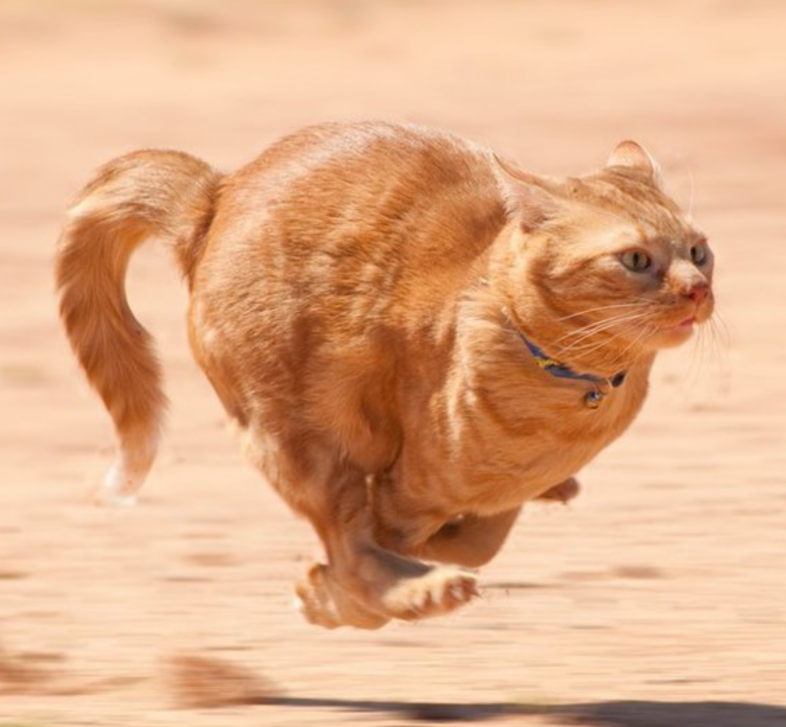 Why Does My Cat Get the Zoomies After Pooping? Meowingtons