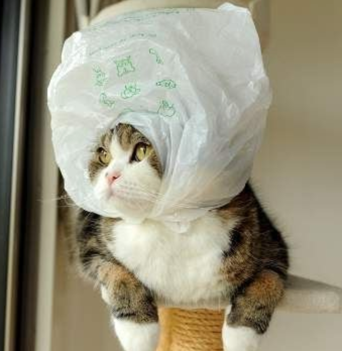 Why Do Some Cats Lick Plastic Bags Meowingtons why-do-some-cats-lick-plastic-bags-meowingtons