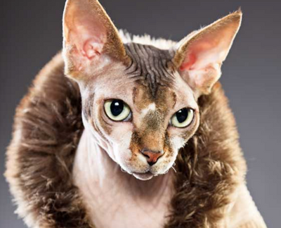 8 Things You Probably Didn't Know About Sphynx Cats