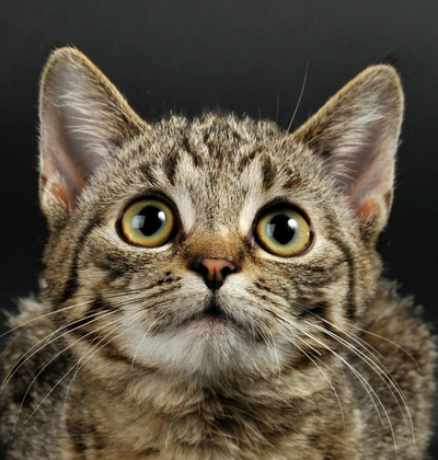 7 Reasons You Should Adopt a Shelter Cat