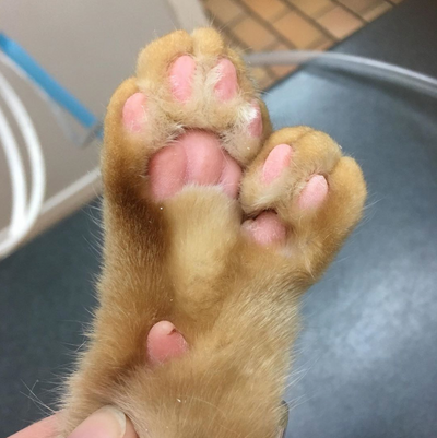 Toe Beans Galore: 6 Facts About Polydactyl Cats
