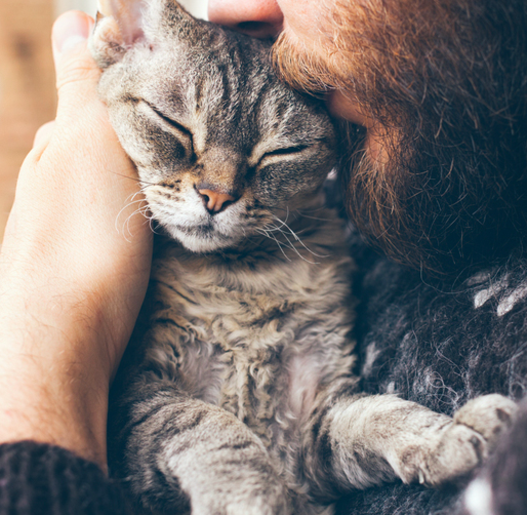 How to Hug Your Cat Without Getting Scratched Meowingtons