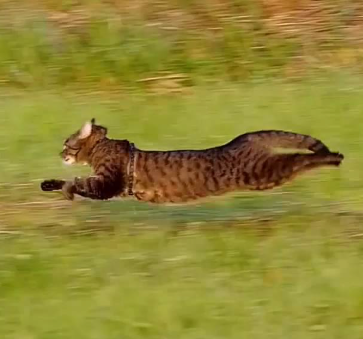 Here's Why Cats Get Those LateNight "Zoomies" Meowingtons