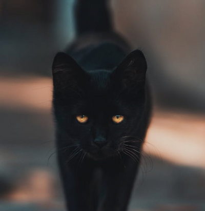 40+ Purrfect Name Ideas for Black Cats