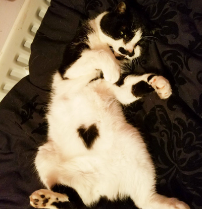 10 Wholesome Cats That Are Here To Take Your Mind Off Things