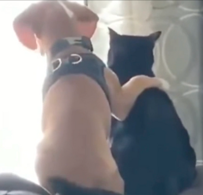 15 Cat Videos That'll Make Your Day A Bit Better