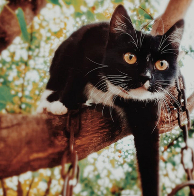 9 Fancy Facts All About Tuxedo Cats