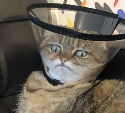 Cats Who Simply Won't Suffer the Indignity of the Cone of SHAME