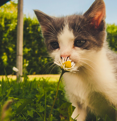 8 Facts You Might Not Know About Kittens for National Kitten Day!