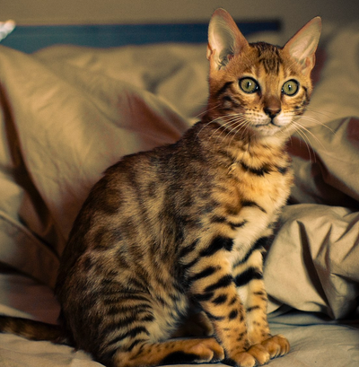 A Few Fun Facts About The Brilliant Bengal Cat