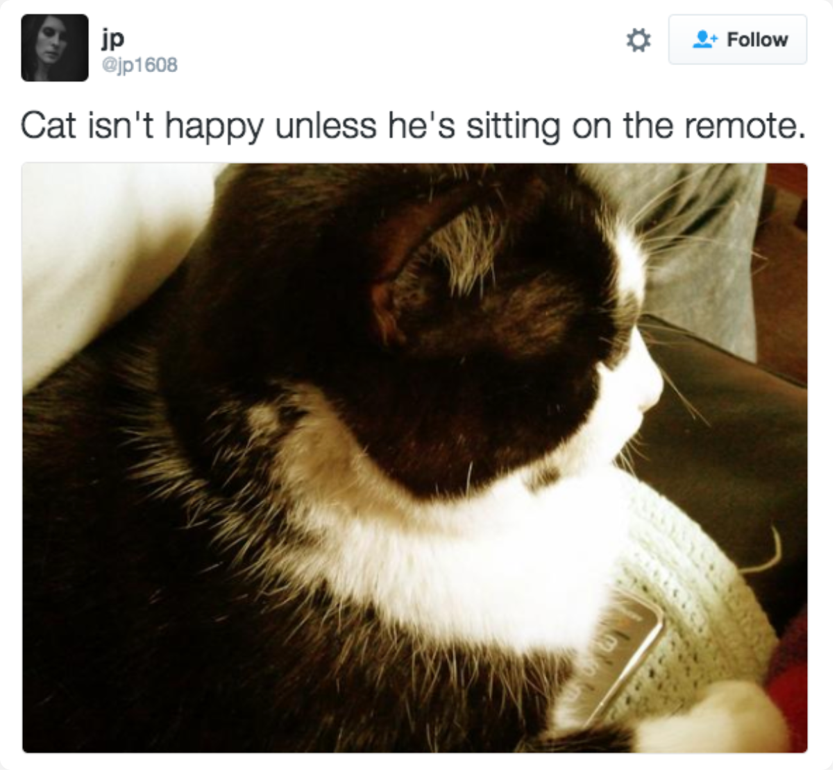 12 Relatable Tweets That Will Make Cat Owners Say 