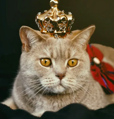 8 Reasons To Adopt an Older Cat for Adopt a Senior Pet Month