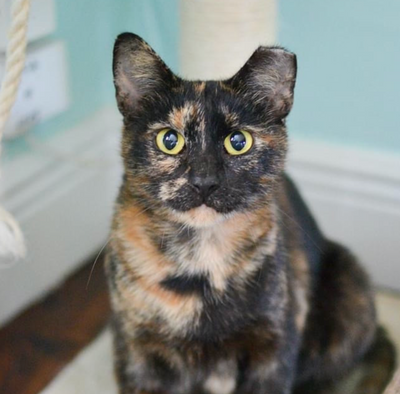 A Look Back: Cat Cafe Adoption Success Stories