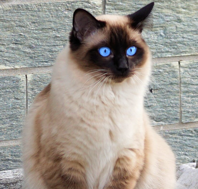 9 Fascinating Facts About Siamese Cats