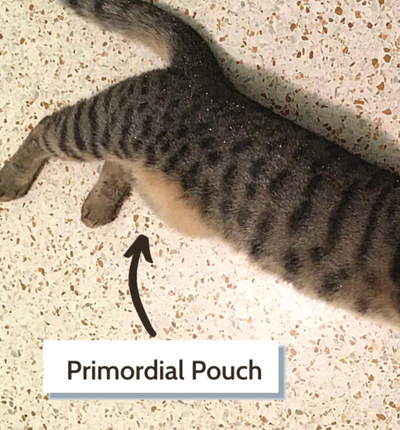 Does Your Cat's Belly Hang Low? It's Just Their Primordial Pouch