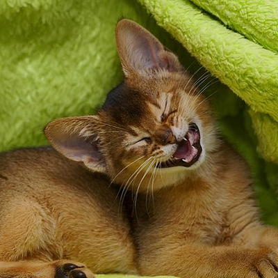 Absolutely Awesome Facts About Abyssinian Cats