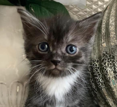 What Is 'Kitten Season', And How Can You Help?