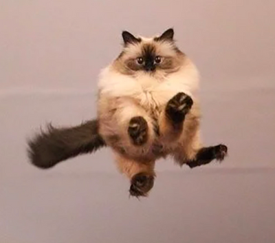 12 Cat Photos Snapped Seconds Before Disaster