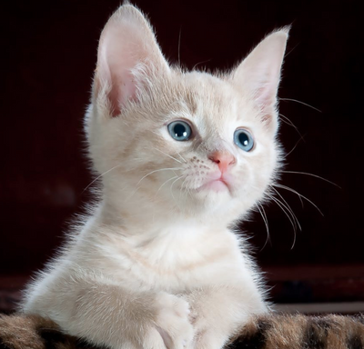 8 Fascinating Kitten Facts For National Kitten Day