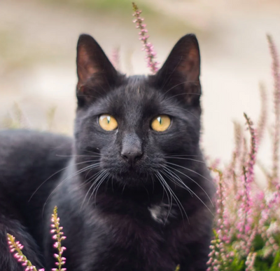 13 Black Cats To Bring You Good Luck on Friday 13th