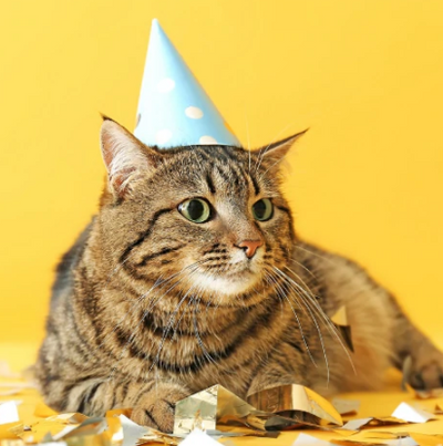 10 Very Adorable Cats With Very Important New Year’s Resolutions