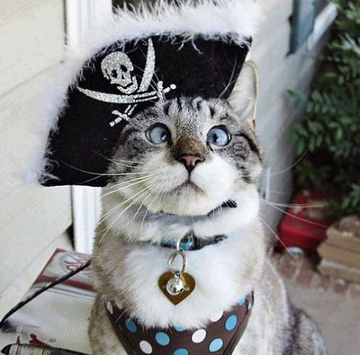 12 Halloween Costumes You Absolutely Need For You and Your Cat