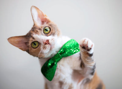 St. Patrick's Day Tales: The Irish Cat Kings
