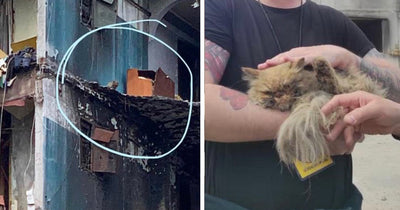Ukrainian Cat Is Saved From Destroyed Building After Russian Forces Destroy It