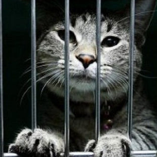 This New Zealand Town Wants To Ban Domestic Cats