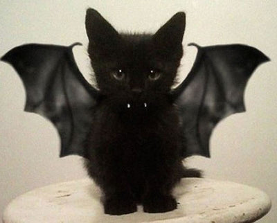 8 Spooky Facts About Black Cats