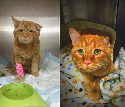 Before and After Photos of Rescued Cats Shows What Love Can Do