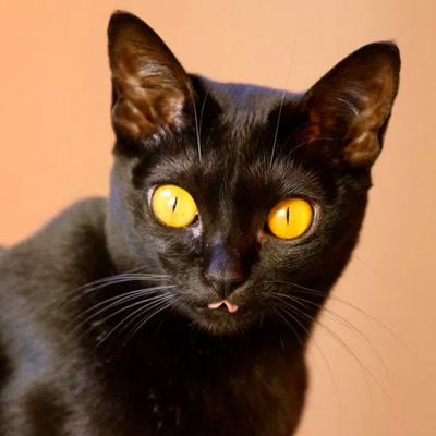 Why Are Black Cats Considered Bad Luck?