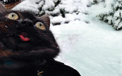 10 Black Cats To Bring You Luck This Black Friday
