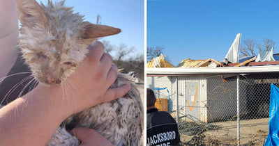 Blind Cat 'Nado' Saved From Texas Animal Shelter Destroyed by Tornado