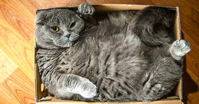 15 Cats Who Refuse To Accept That Their Boxes Are Too Small