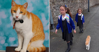 Sneaky Cat Gets His Photo Taken for School Picture Day