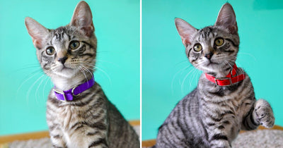 8 Adorable Kitten Facts for National Kitten Day!