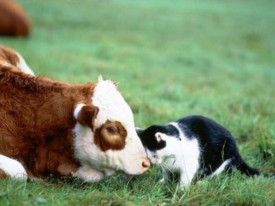 Cuddly Cats and Their Unusual Barnyard BFFs