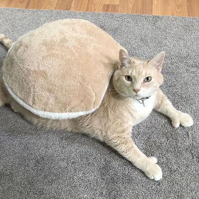 Meet Bronson, The 33-Pound Rescue Cat On A Mission to Lose Weight