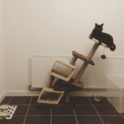 15 Purrfectly Timed Cat Photos