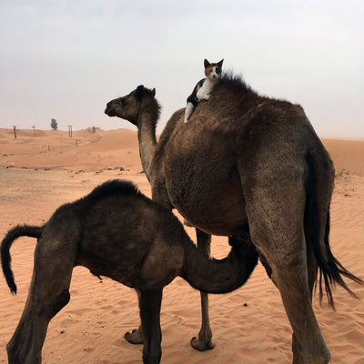 Stop What You're Doing And Look At This Camel-Riding Kitty