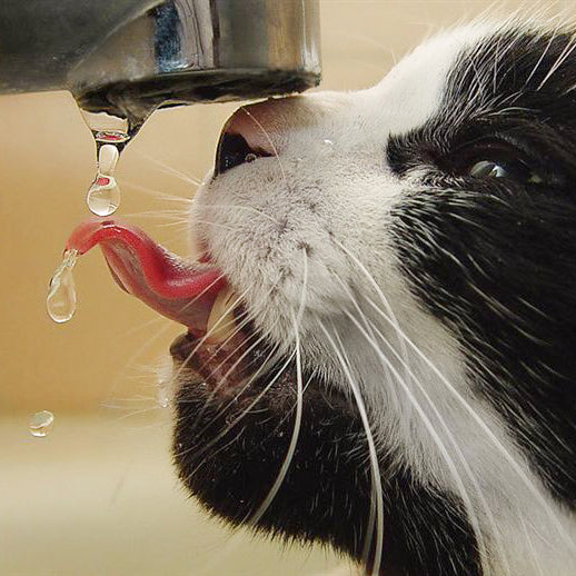 Why Won't My Cat Drink Out Of Her Bowl? Meowingtons