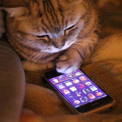 This Text Exchange Between a Cat and Its Human Is Painfully Accurate