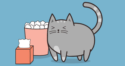 It Turns Out Your Cat Can Be Allergic to YOU