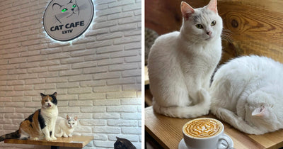 Ukrainian Cat Café Lviv Continues to Stay Open During Russian Invasion