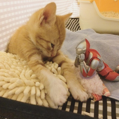 Rescued Kittens Grow Up With An Unlikely Best Friend: Ultraman
