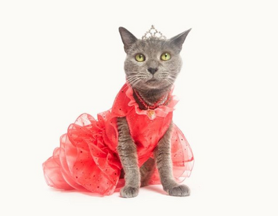 Family Throws a for Quinceañera Their 15-year-old Cat