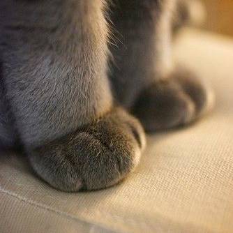7 Pawsome Facts About Your Cat's Paws